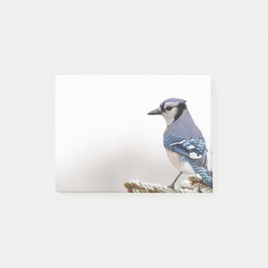Post-it® Geai bleu en hiver (Devant)