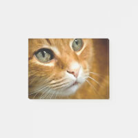 Gingembre adorable Tabby Chat Poster Portrait anim