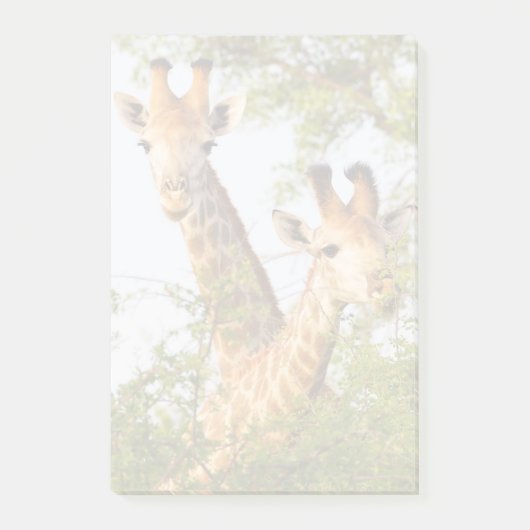 Post-it® Girafes dépassant la végétation (Devant)