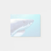 Post-it® Great White Shark | Afrique du Sud (Devant)
