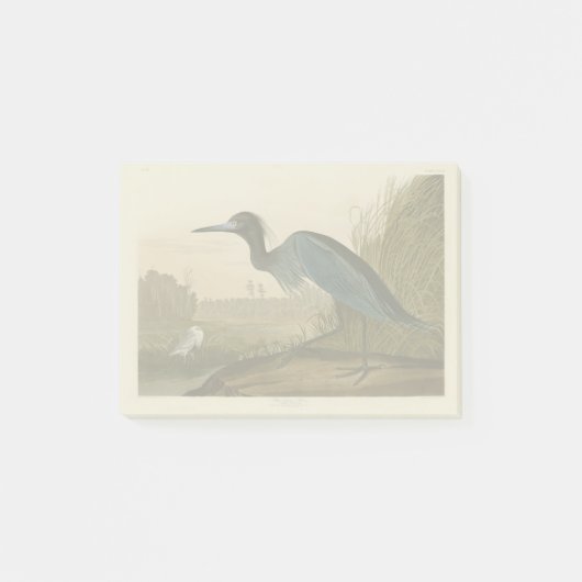 Post-it® Grue Bleue Heron Audubon Peinture (Devant)