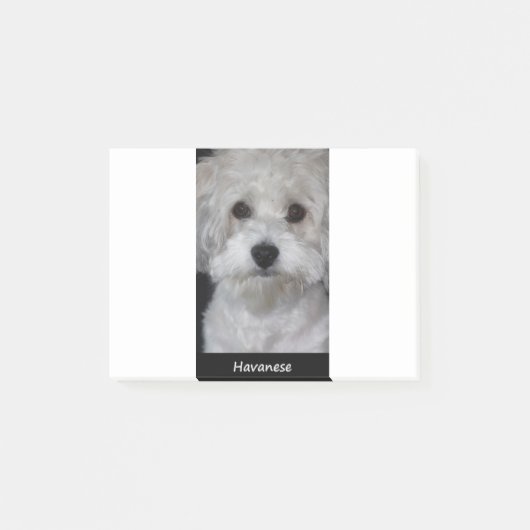Post-it® Havanese (Devant)