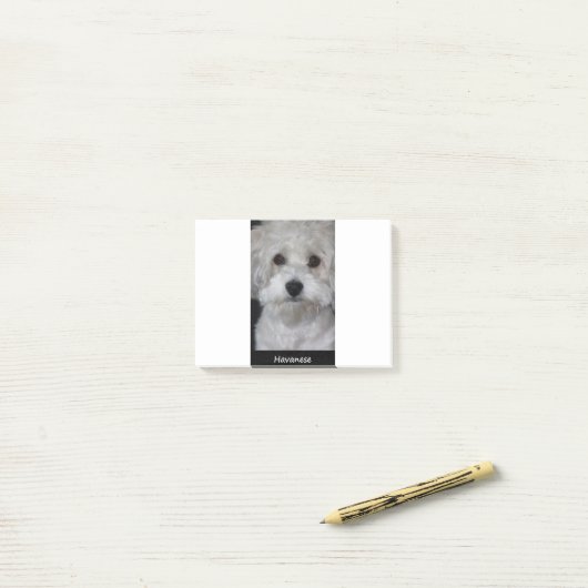 Post-it® Havanese (Sur un bureau)