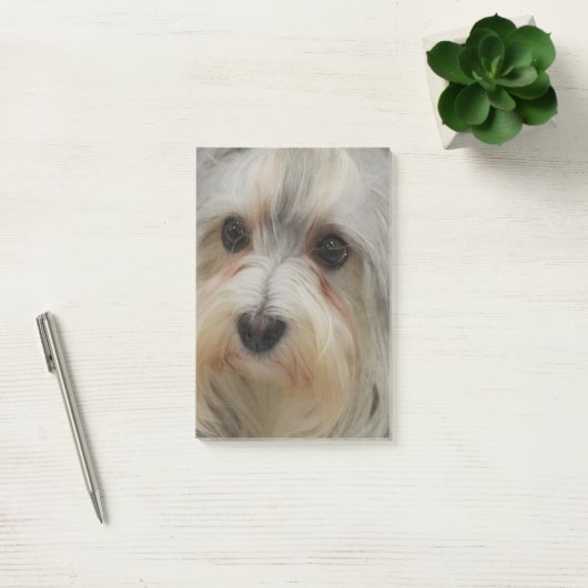 Post-it® Havanese (Bureau)