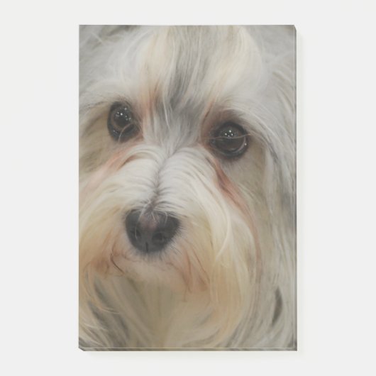 Post-it® Havanese (Devant)