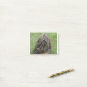 Post-it® Havanese mignon (Sur un bureau)