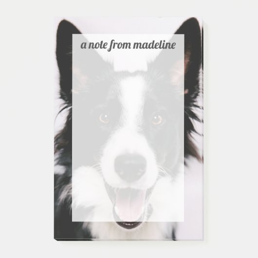 Post-it® Images de Getty | A border collie de sourire (Devant)