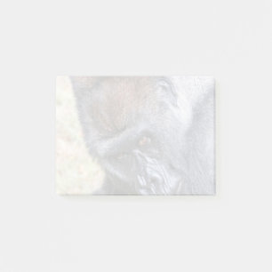 Post-it® Kidogo (Willie B Jr) au Zoo Atlanta