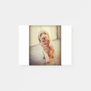 Post-it® labradoodle