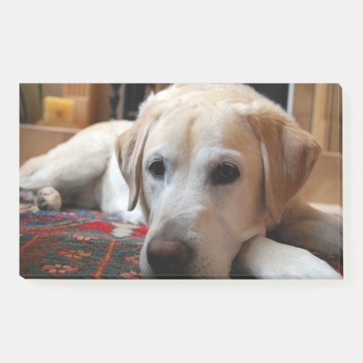 Post-it® Labrador Jaune Couché (Devant)