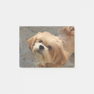 Post-it® Le chien de Lhassa Apso dans le jardin