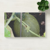 Post-it® Le squash du jardinier (Bureau)