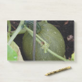 Post-it® Le squash du jardinier (Sur un bureau)