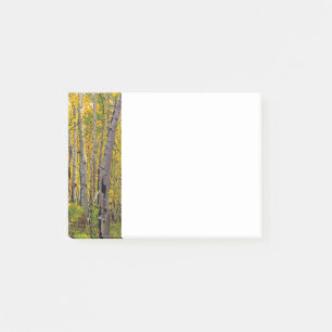 Post-it® Les arbres d'Aspen dans le bois