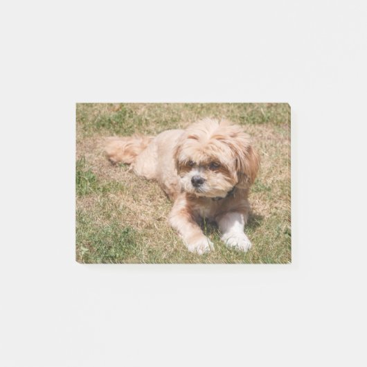 Post-it® Lhasa Apso dog (Devant)
