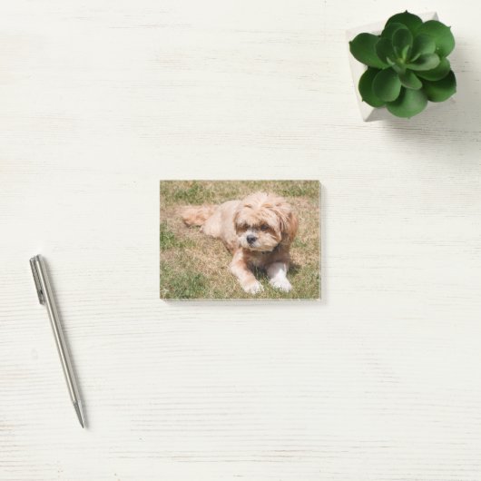 Post-it® Lhasa Apso dog (Bureau)