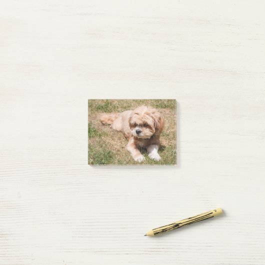 Post-it® Lhasa Apso dog (Sur un bureau)