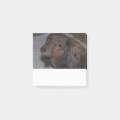 Post-it® Long Haired Dachshund Post it Notes (Devant)
