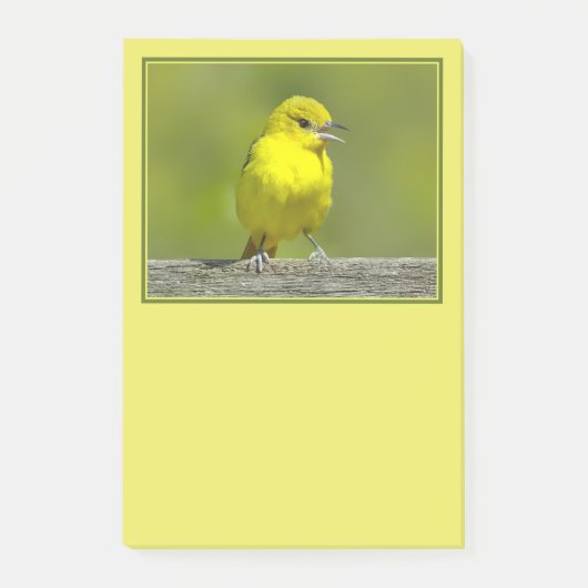 Post-it® Loriole des vergers - Photographie originale (Devant)