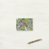 Post-it® Loriot de Baltimore (Sur un bureau)