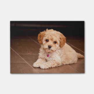 Post-it® Mélange de caniche de bébé ou chiot maltais de