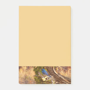 Post-it® Merlebleu de montagne à Arches National Park