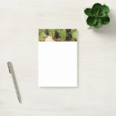 Post-it® Muir Woods Path II Nature Photography (Bureau)