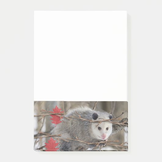 Post-it® Notes de nature de l'opossum  (Devant)