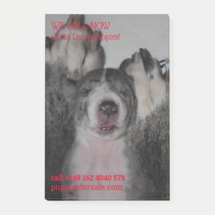 Post-it® Notes de vente de chiots affichées