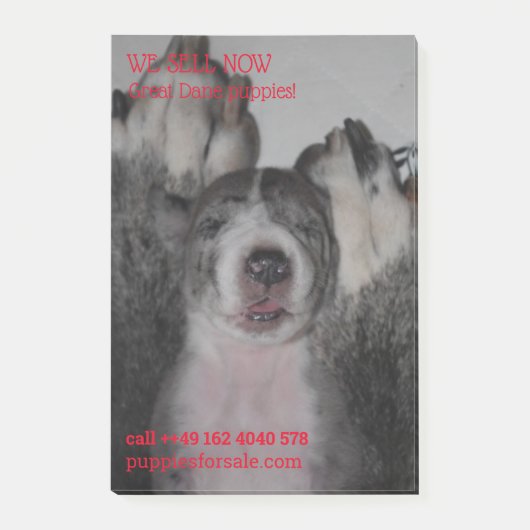 Post-it® Notes de vente de chiots affichées (Devant)