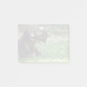 Post-it® Orangutan Redd au National Zoo Post-it Notes