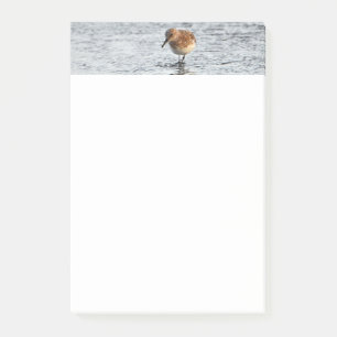 Post-it® Papier photo Sandpiper Bird 4x6 Notes