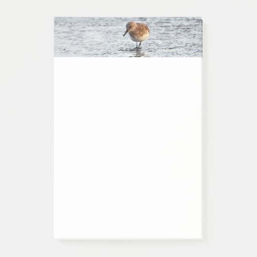 Post-it® Papier photo Sandpiper Bird 4x6 Notes (Devant)
