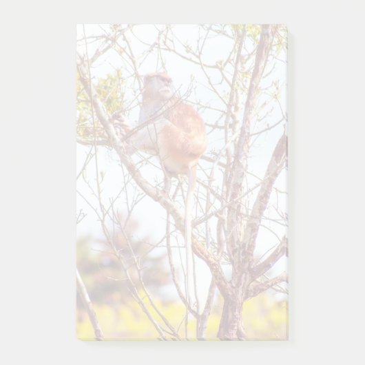 Post-it® Patas est au sommet d'un arbre (Devant)