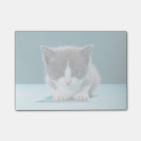 Petit chaton