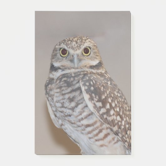 Post-it® Petit hibou (Devant)