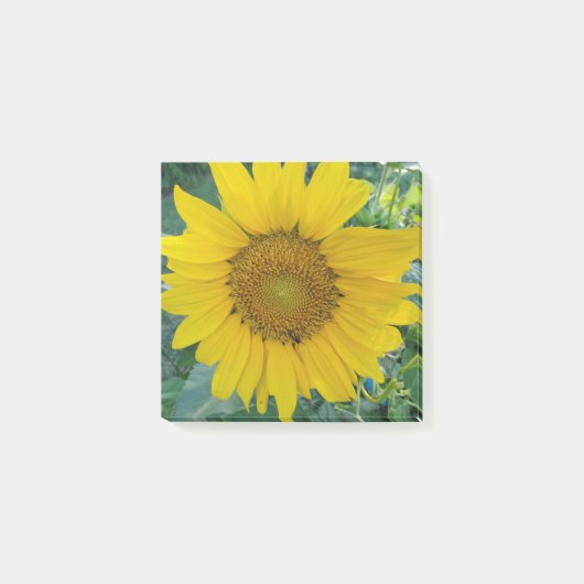 Post-it® Photo tournesol (Devant)