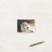 Post-it® Plan rapproché de chiot sain de beagle (Sur un bureau)