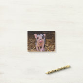 Post-it® Porc mignon doux (Sur un bureau)