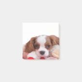 Post-it® Puppy Cavalier King Charles Spaniel Post It Notes (Devant)