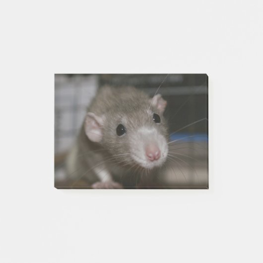 Post-it® Rat curieux (Devant)
