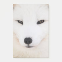 Renard blanc arctique dans la neige
