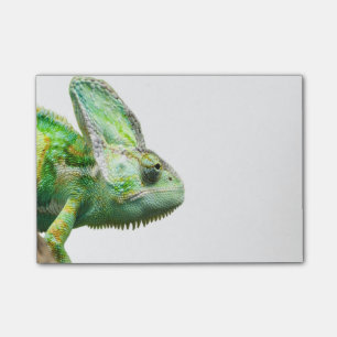 Post-it® Reptile exotique
