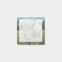 Rhinoceros noirs | Kenya