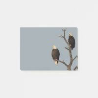 Silence Wonders Publie Ses Notes Sur Les Aigles