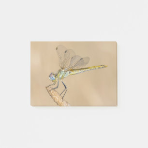 Post-it® Skimmer Dragonfly Insect Femelle (CC BY 4.0) Post-