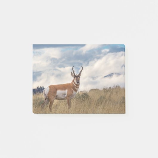 Post-it® Stupéfaction Pronghorn (Devant)