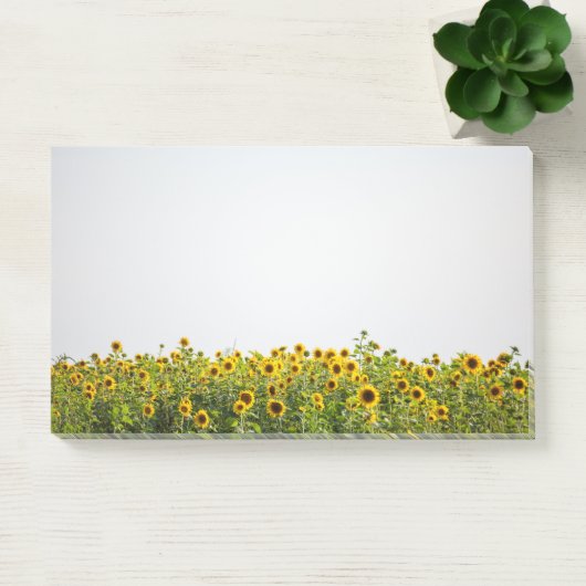 Post-it® Sunflowers in a Field (Bureau)