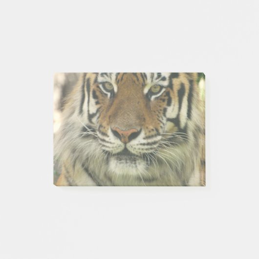 Post-it® Tigre de Sumatran (Devant)