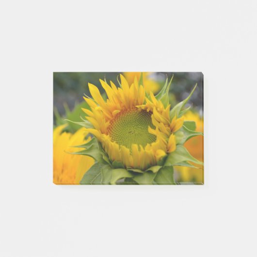 Post-it® Tournesol de bourgeonnement (Devant)